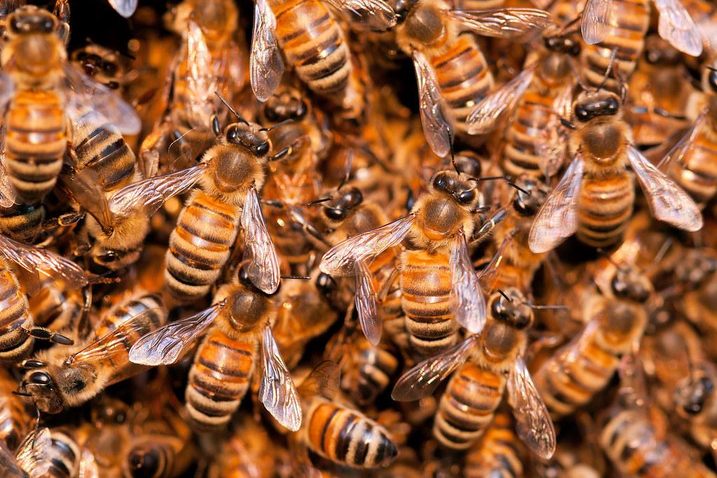 Hvorfor lager bier honning?