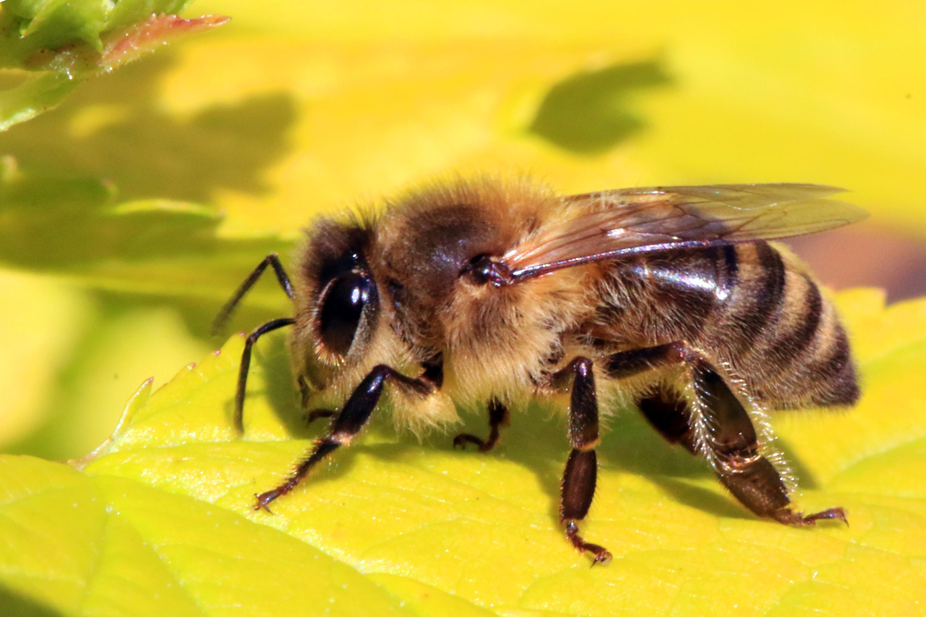 Hvorfor ‍lager bier⁣ honning?