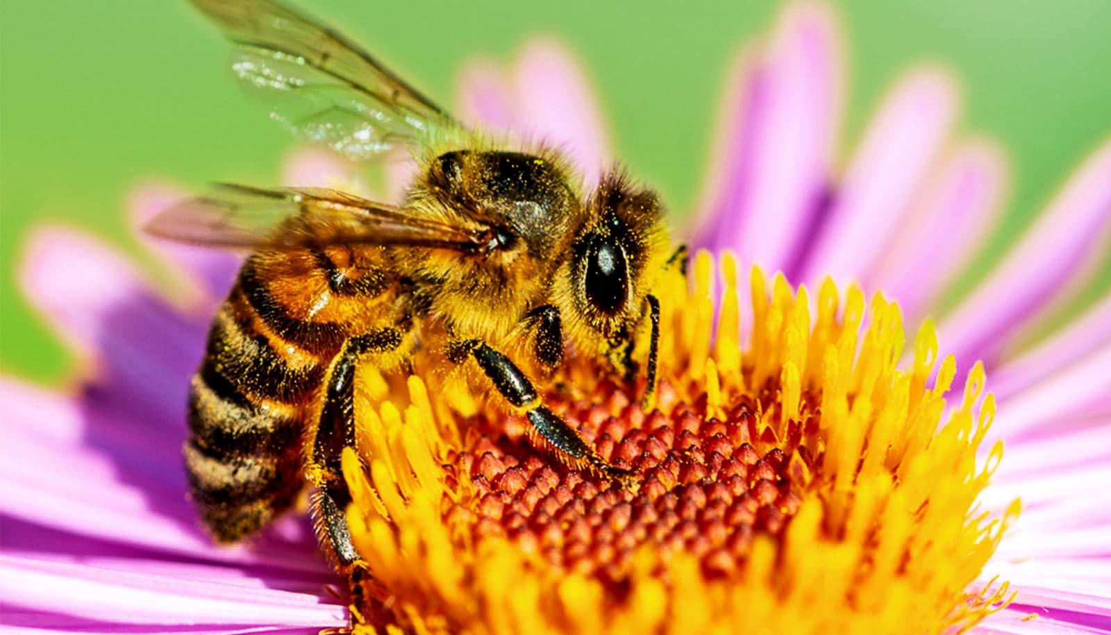 Hvorfor lager ⁢bier ⁢honning?